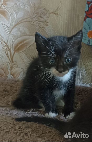 Котята метисы мама Мейн-кун
