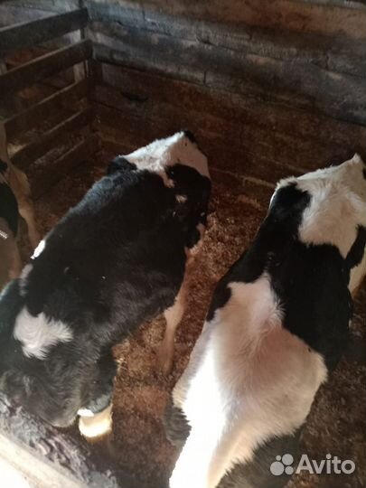 Телята и нетели