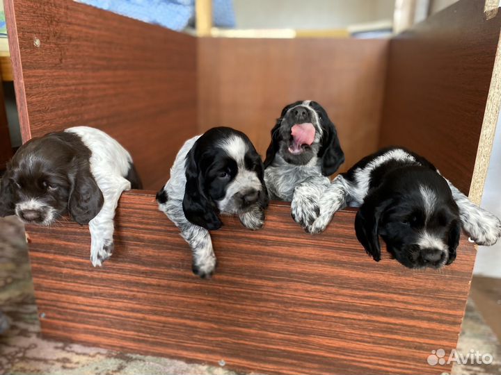 Русский спаниель