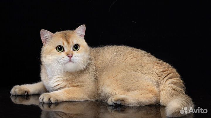 Золотая шиншилла вязка