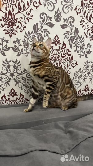 Бенгальская кошечка