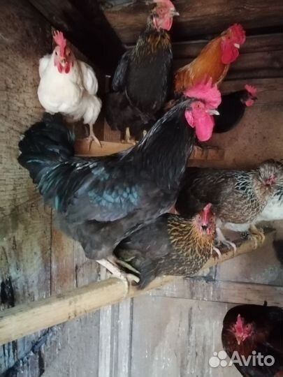 Петушок 7 месяцев
