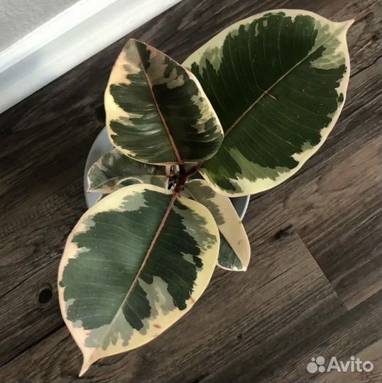 Фикус Тенике (бронь Мария)