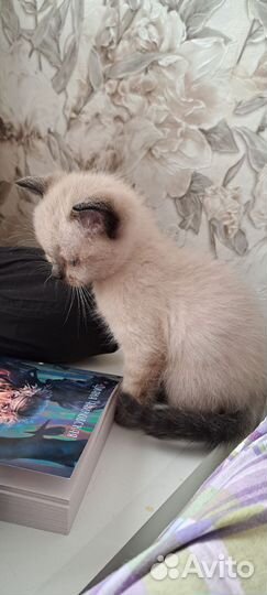 Британская