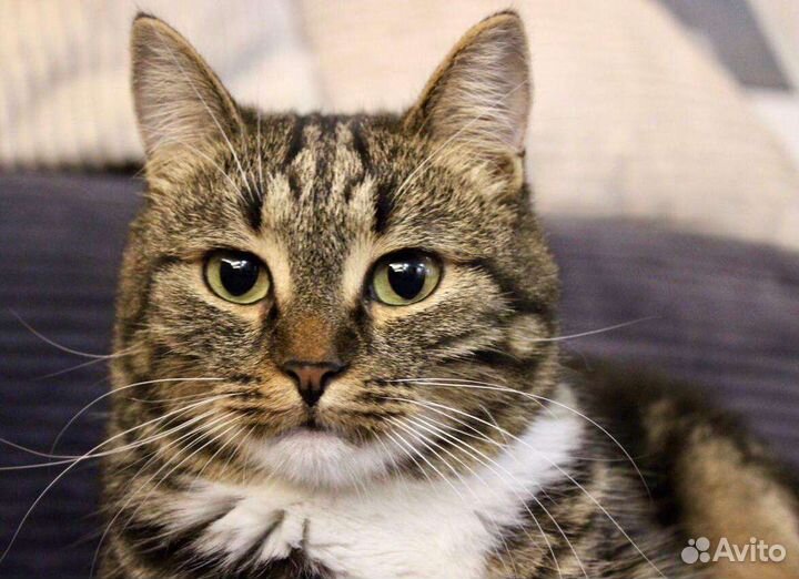 Котик 2,5 года Гоша