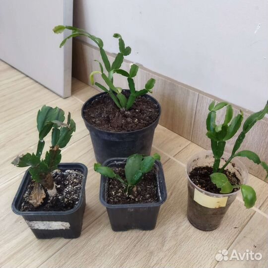 Декабрист шлюмбергера