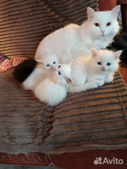 Британские котята
