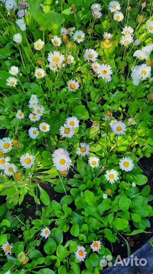 Маргаритки. Садовые цветы