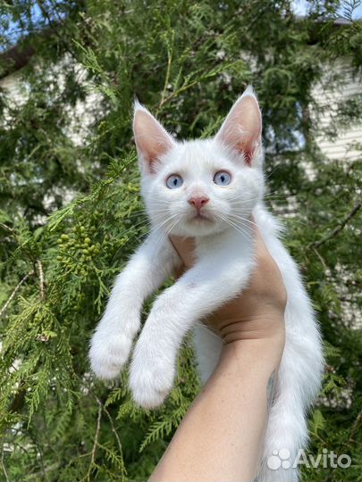 Алтайская голубоглазка