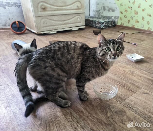 Ксана - стерильная кошка-мышеловка в хорошие руки