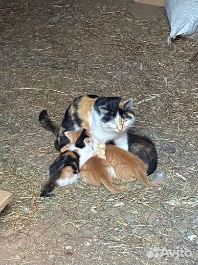 Котята в добрые руки