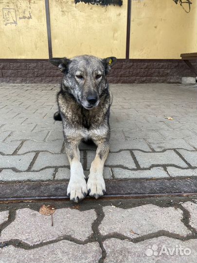 Собака в добрые руки