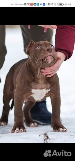 Булли, кобель, ищет хозяев