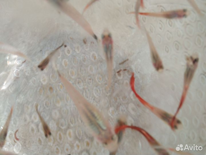 Гуппи разные