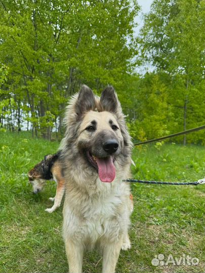 Метис бельгийской овчарки страдает