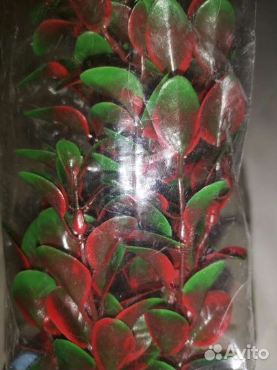 Аквариумные растения