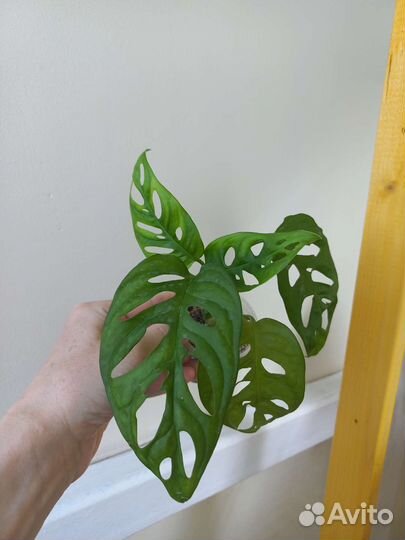 Монстера Манки маск