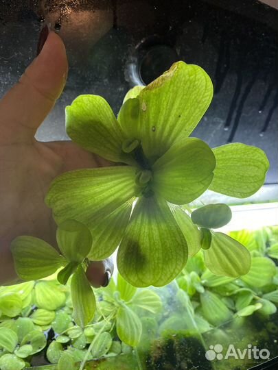 Пистия, аквариумное растение