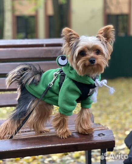 Вязка. Мини-йорк ищет подружку