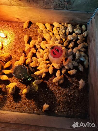 Перепелки техассы и маньчжурские мясо яичные