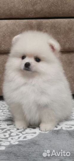 Померанский шпиц