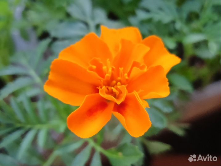 Рассада бархатцы