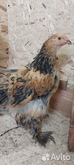 Продам петушка Брама