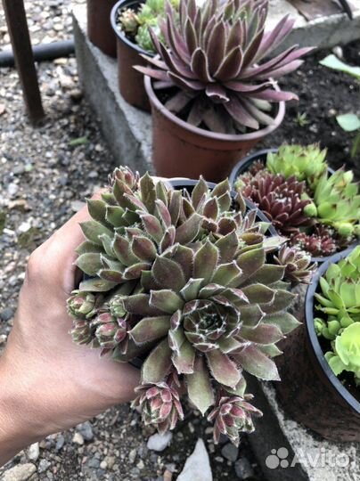 Каменная роза