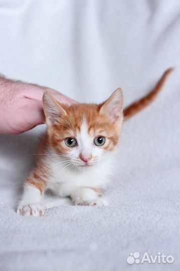 Котенок в добрые руки