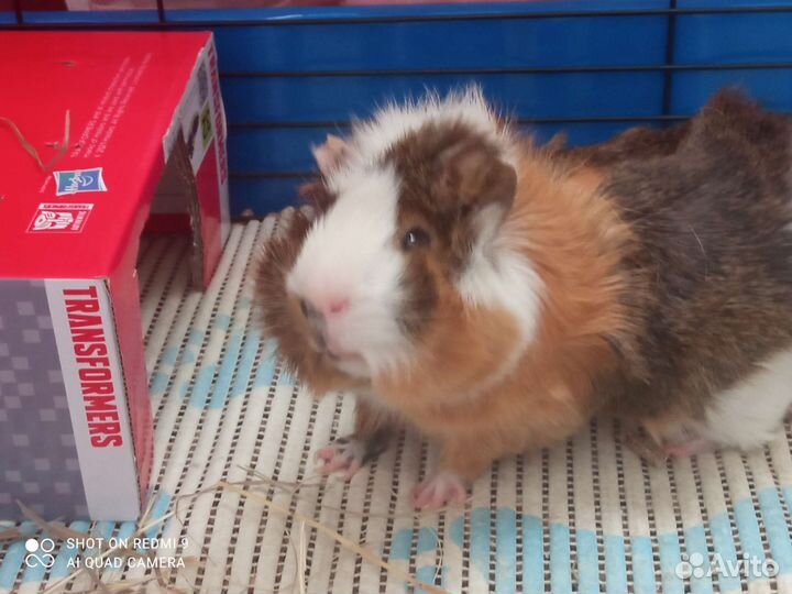 Морская свинка вязка