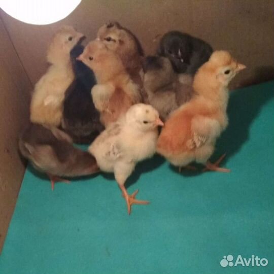 Цыплята