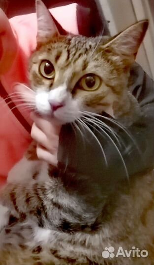 Кошечка ищет дом
