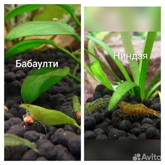 Креветки