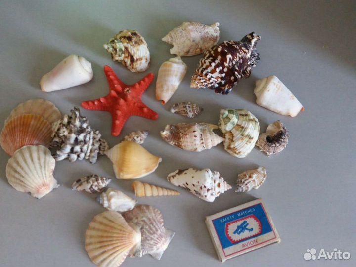 Набор ракушек в аквариум