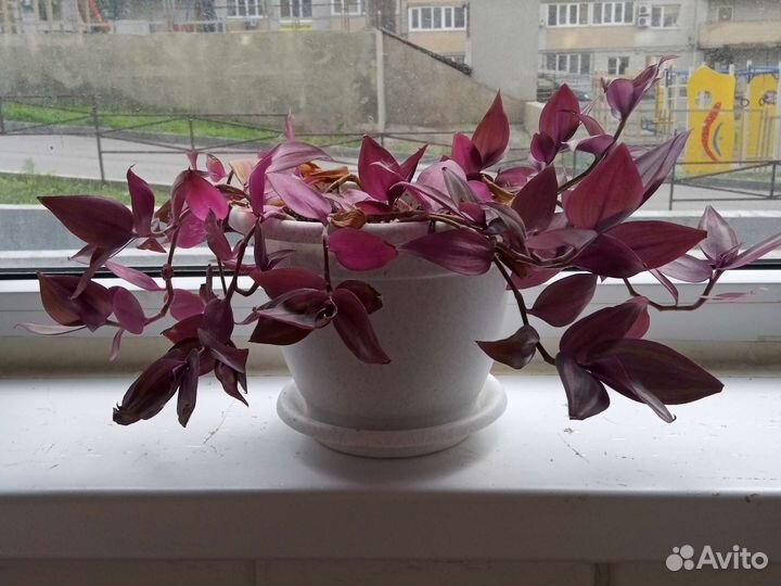 Традесканция