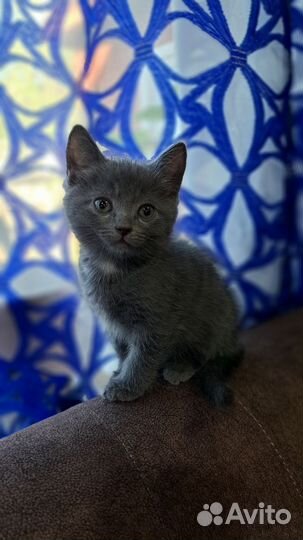 Котята