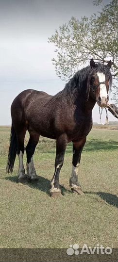 Лошади и жеребцы