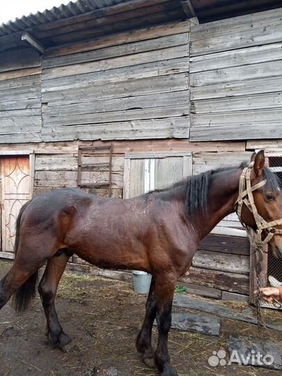 Жеребец 1,6м