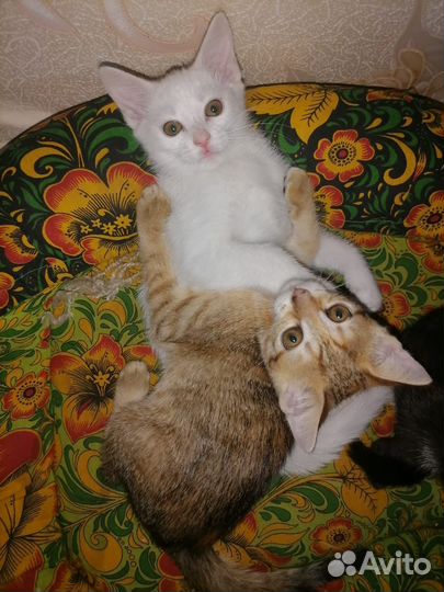 Котята в добрые руки