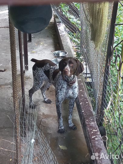 Курцхаар вязка