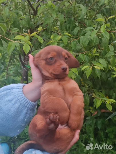 Собаки щенки таксы