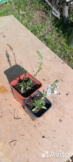 Вероника горечавковая