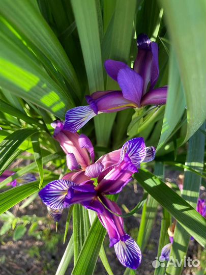 Цветы для сада