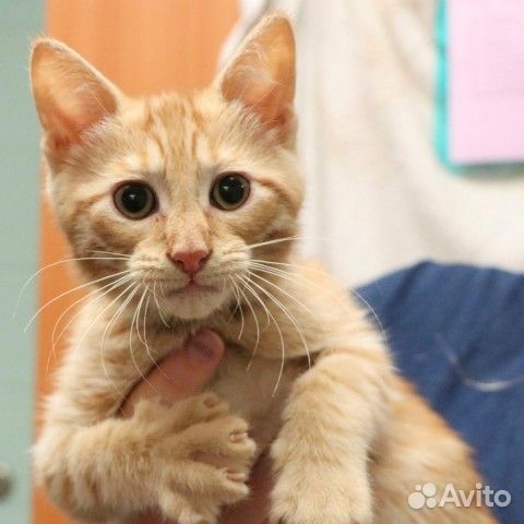 Солнечные зайчики бесплатно рыжие котята