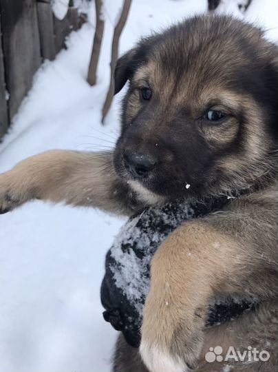Щеночки 1 мес