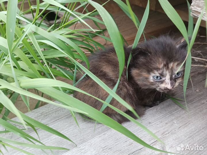 Котята в добрые руки бесплатно