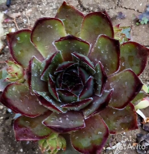 Каменные розы. Молодило