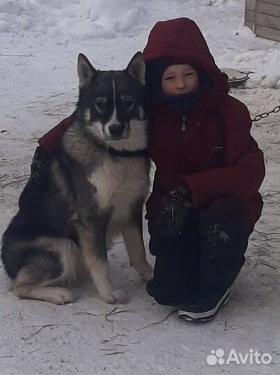 Собака в добрые руки отдам бесплатно