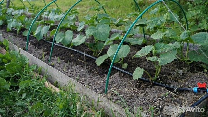 Система капельного полива