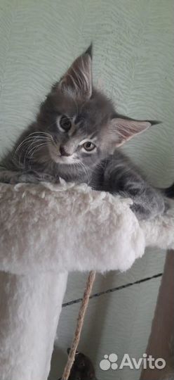 Котята мэйн кун